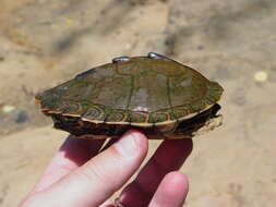 Image of Escambia Map Turtle