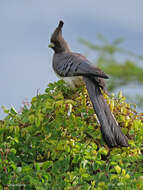 Image of White-bellied Go-away-bird