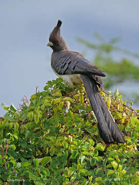 Image of White-bellied Go-away-bird