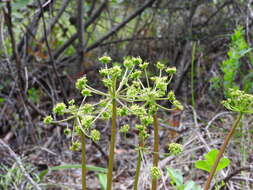 Слика од Tauschia hartwegii (A. Gray) J. F. Macbr.