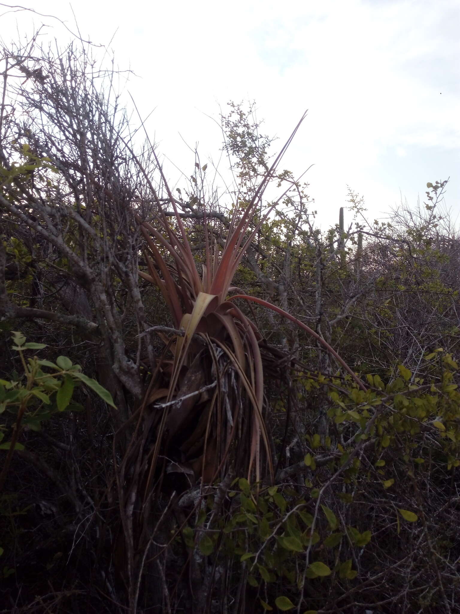 Imagem de Tillandsia huamelulaensis Ehlers