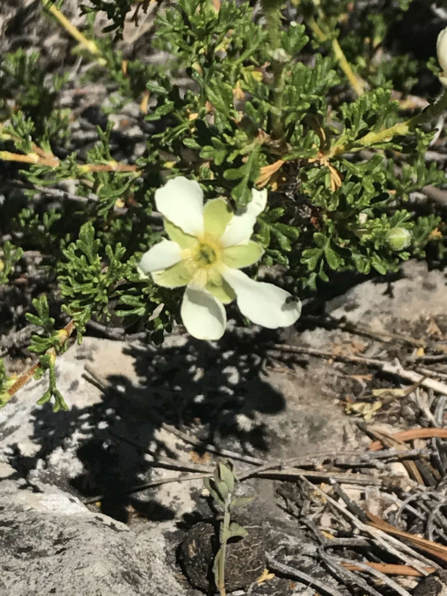 Image of Stansbury cliffrose