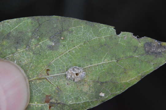 Image of Celticecis pubescens (Patton 1897)