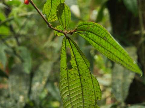 Sivun Miconia aurantiaca (Almeda & Kriebel) Gamba & Almeda kuva