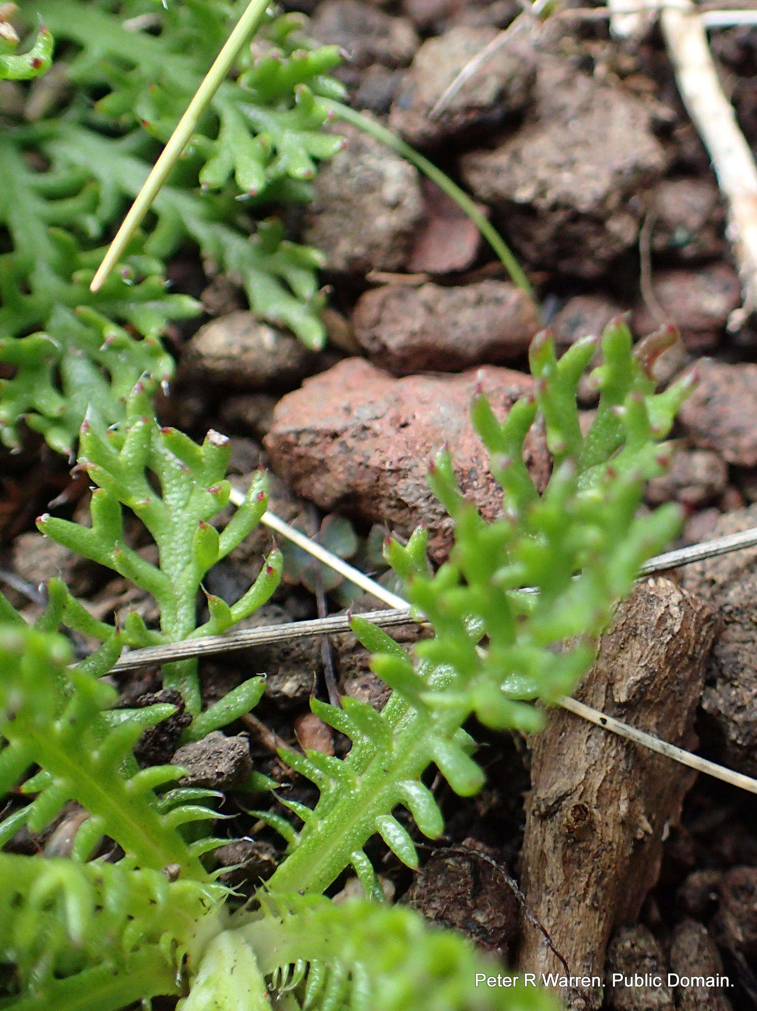 Ursinia alpina N. E. Br. resmi