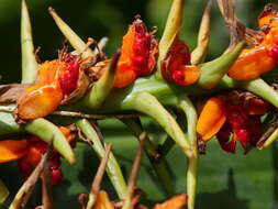 Слика од Hedychium gardnerianum Sheppard ex Ker Gawl.