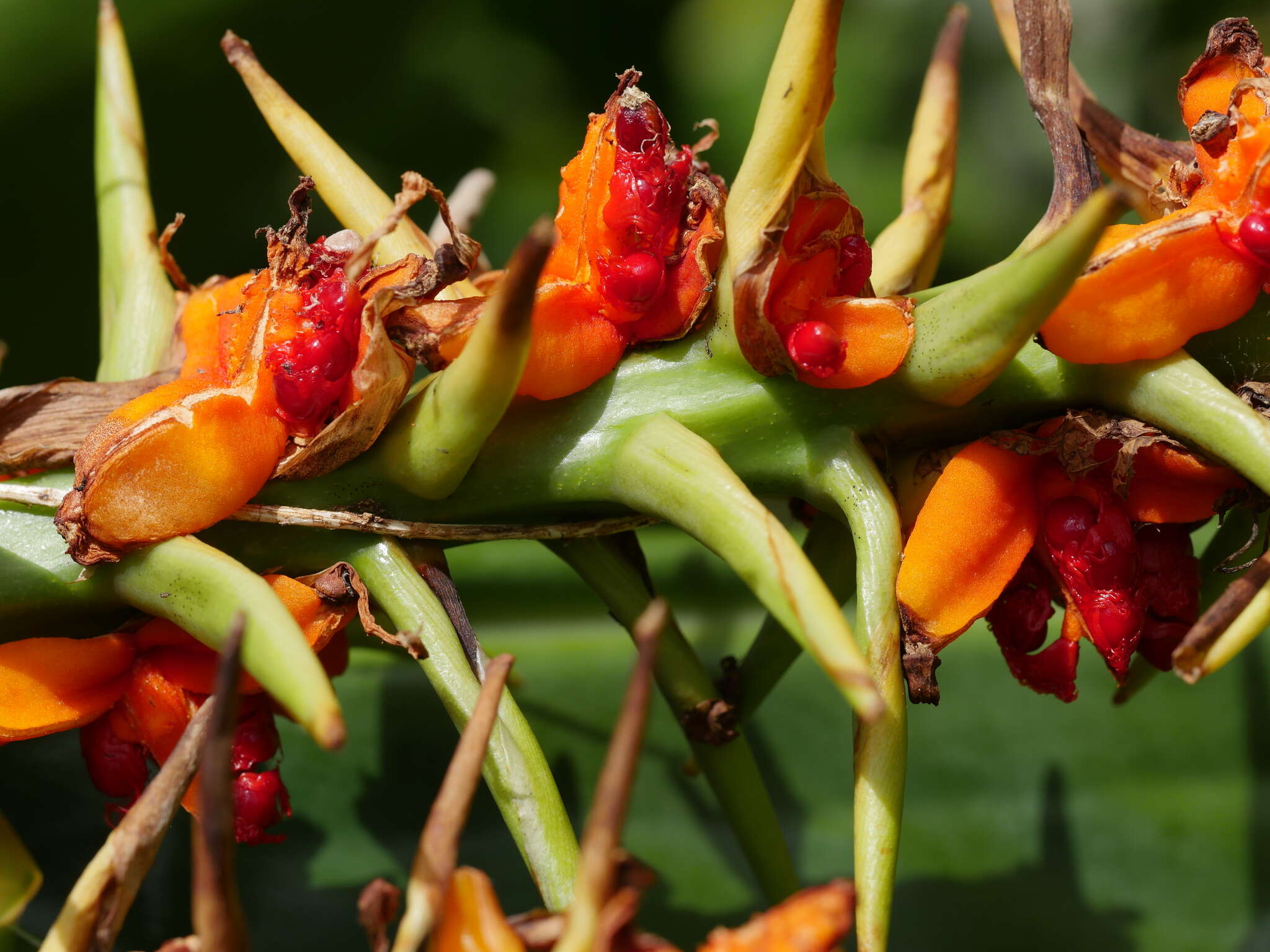 Слика од Hedychium gardnerianum Sheppard ex Ker Gawl.