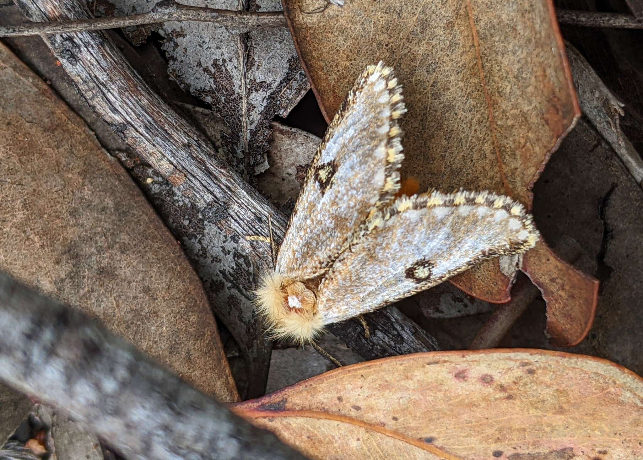 Image of Epicoma tristis Lewin