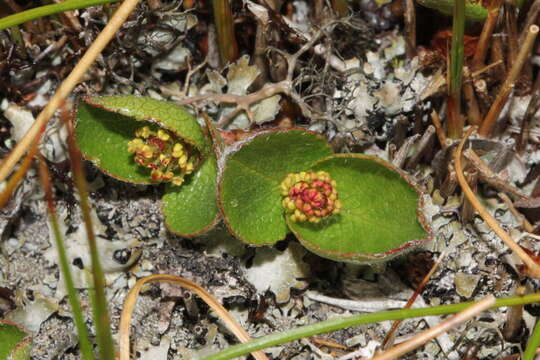 Image of snowbed willow