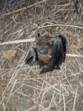 Image of leislers bat, lesser noctule