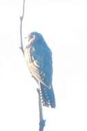 Image of Pallid Cuckoo