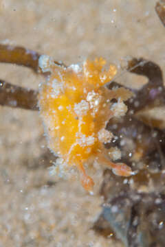 Image of Tasselled nudibranch