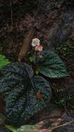 Слика од Begonia integrifolia Dalzell