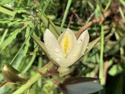 Sivun Eulophia ovalis var. bainesii (Rolfe) P. J. Cribb & la Croix kuva