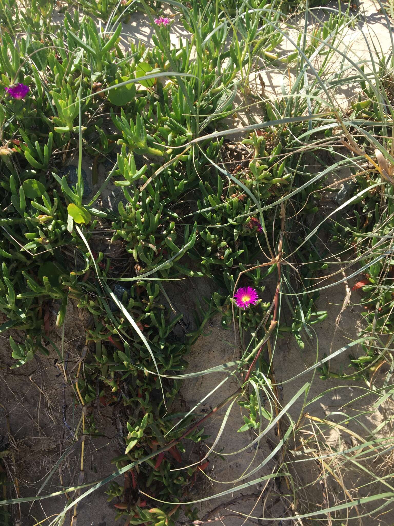 Plancia ëd Carpobrotus glaucescens (Haw.) Schwant.