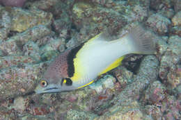 Image of Black-belt hogfish