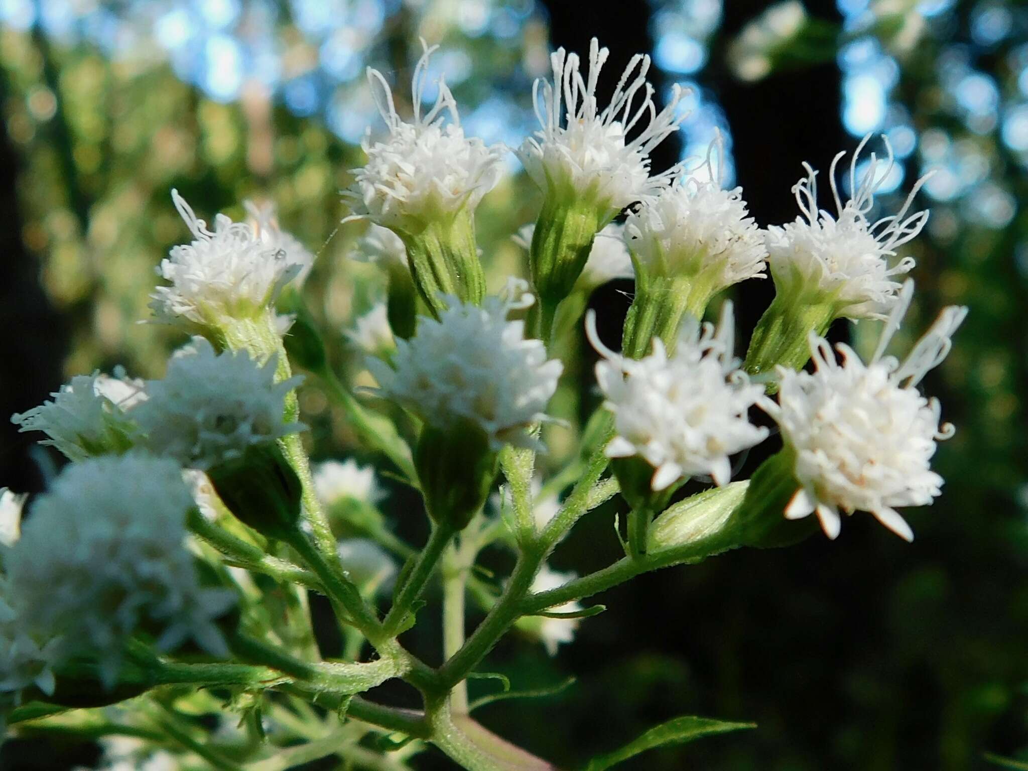 Image of Ageratina roanensis