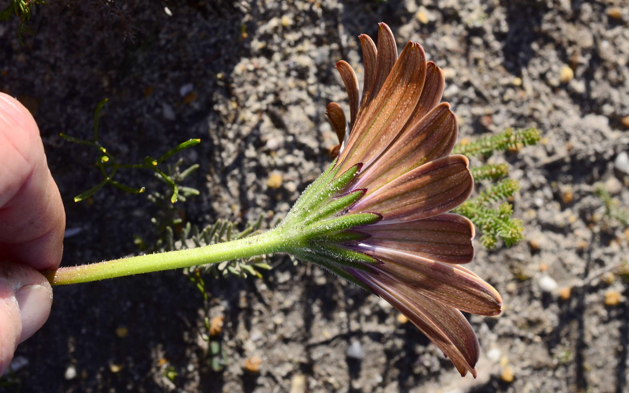 Image of <i>Dimorphotheca <i>nudicaulis</i></i> var. nudicaulis