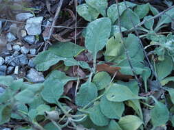 Image of Scabiosa webbiana D. Don