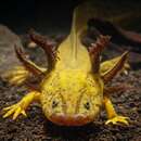 Слика од Ambystoma amblycephalum Taylor 1940