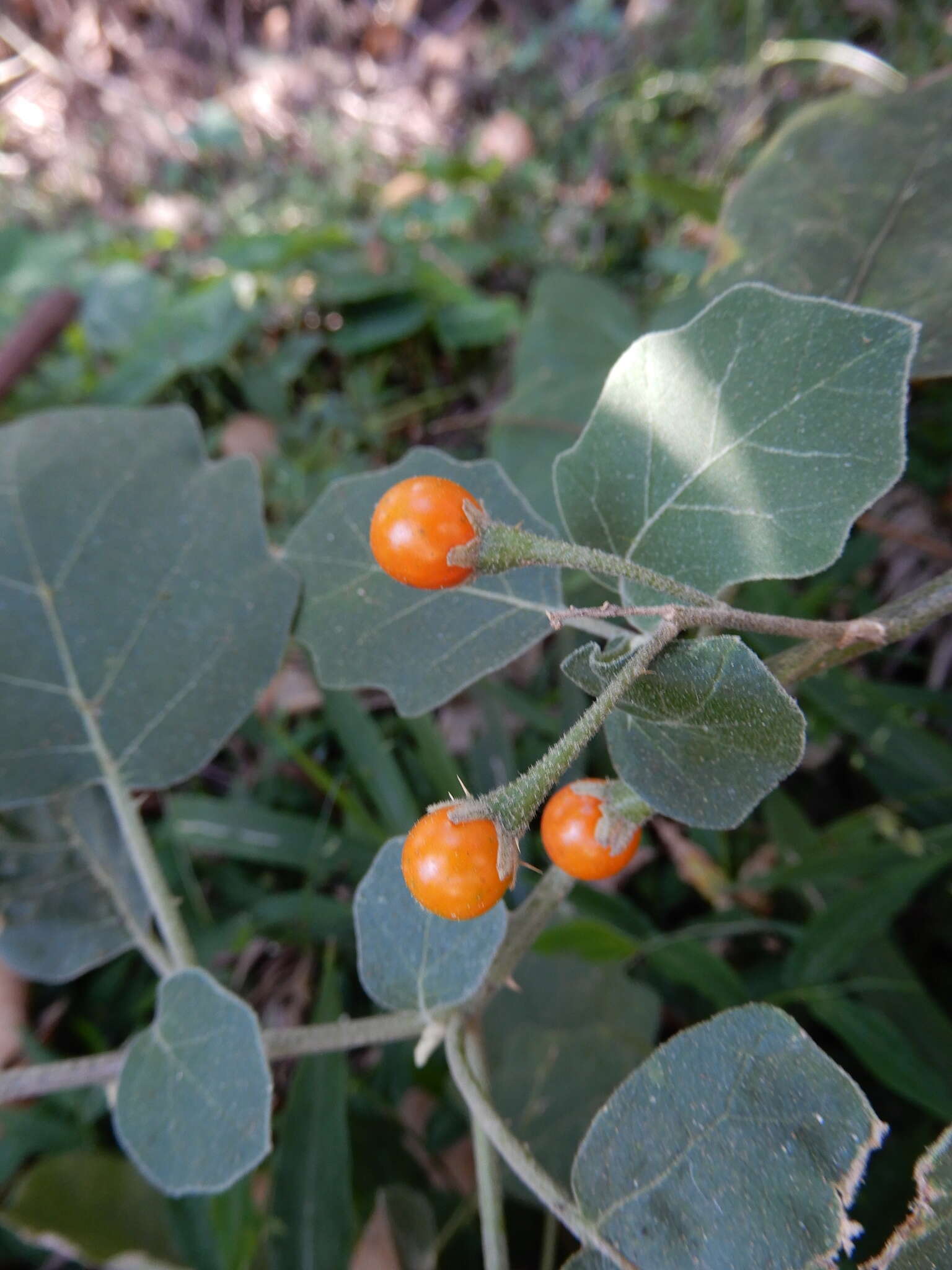 Image of Solanum violaceum Ortega