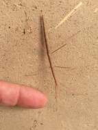 Image of Western Short-horn Walkingstick