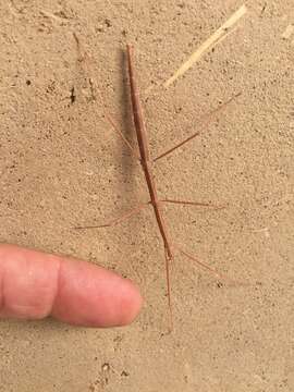 Image of Western Short-horn Walkingstick