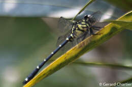 Imagem de Burmagomphus asahinai Kosterin, Makbun & Dawwrueng 2012