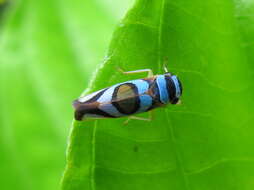 Image of Macugonalia moesta (Fabricius 1803)