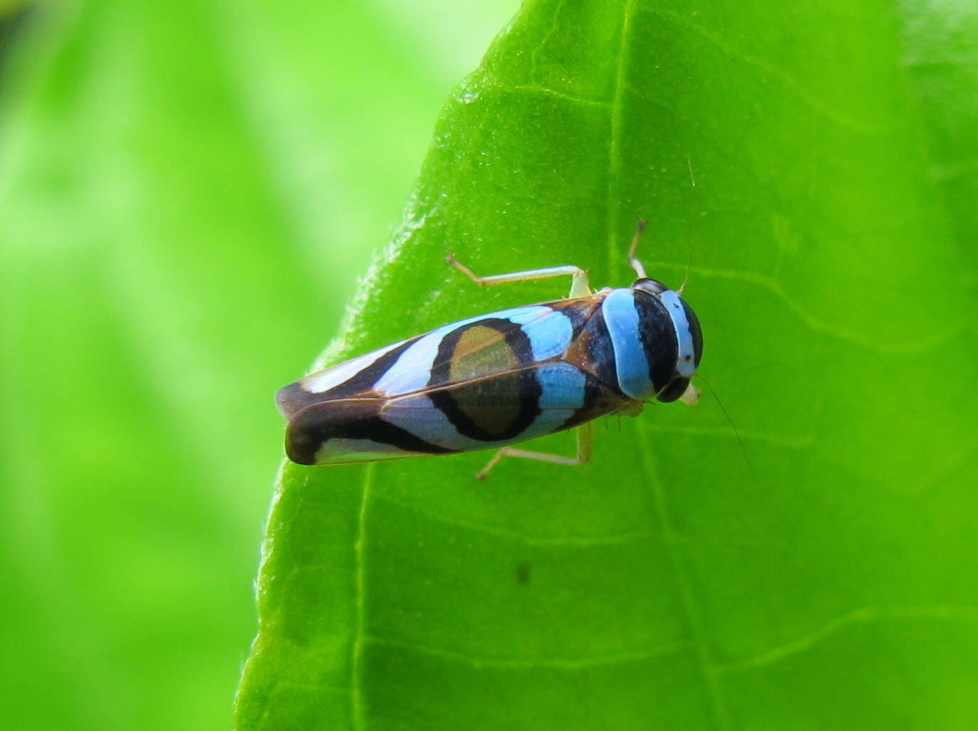 Image of Macugonalia moesta (Fabricius 1803)