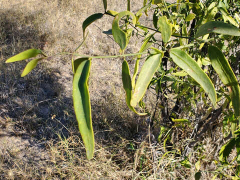 Image of Salvadora oleoides Decne.