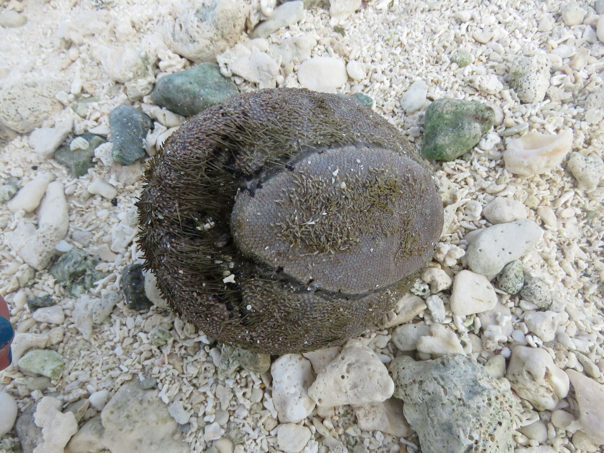 Image of Keeled Heart Urchin