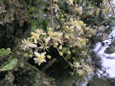 Imagem de Clematis peterae var. lishanensis (T. Y. Yang & T. C. Huang) W. T. Wang