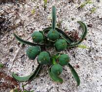 Sivun Euphorbia silenifolia (Haw.) Sweet kuva