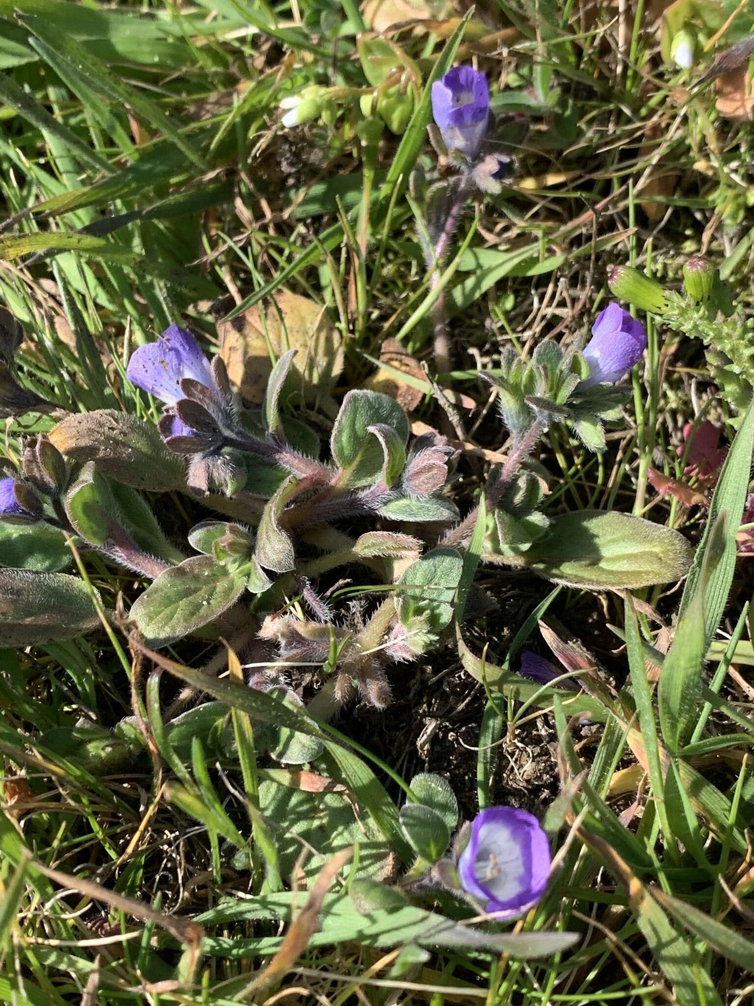 Image of North Coast phacelia