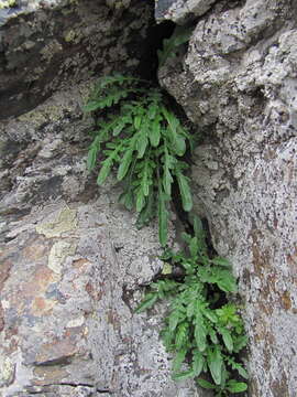 Image of Jurinea filicifolia Boiss.