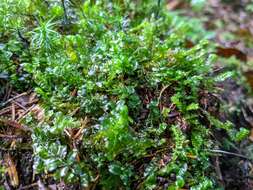 Image of many-fruited thyme-moss