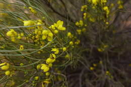 Plancia ëd Senna artemisioides subsp. filifolia