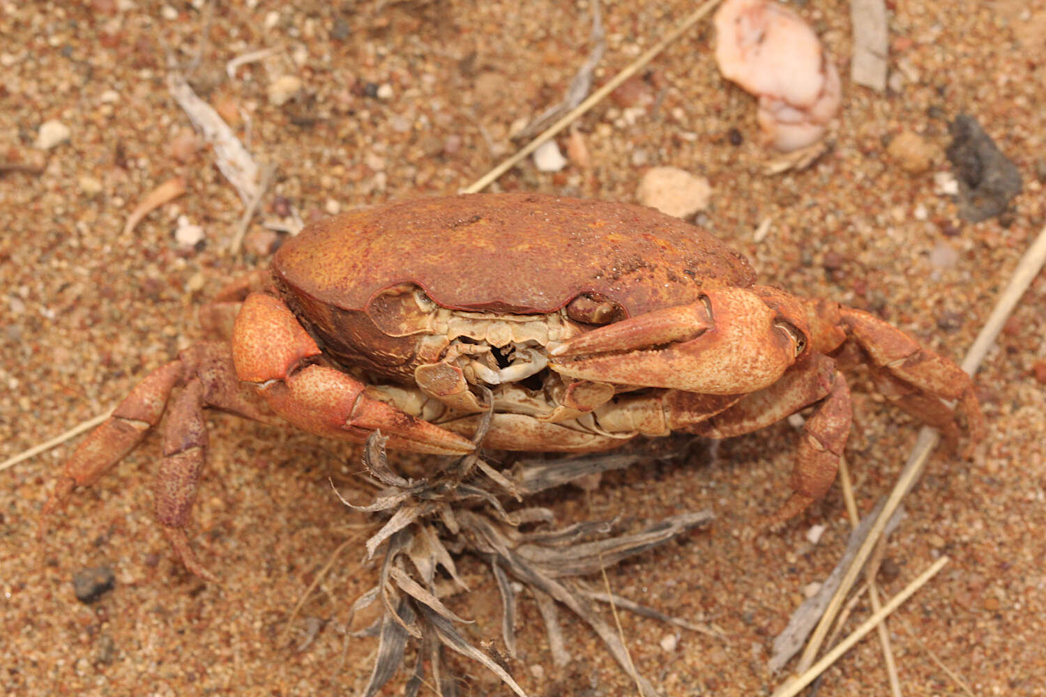 Image of Austrothelphusa transversa (von Martens 1868)