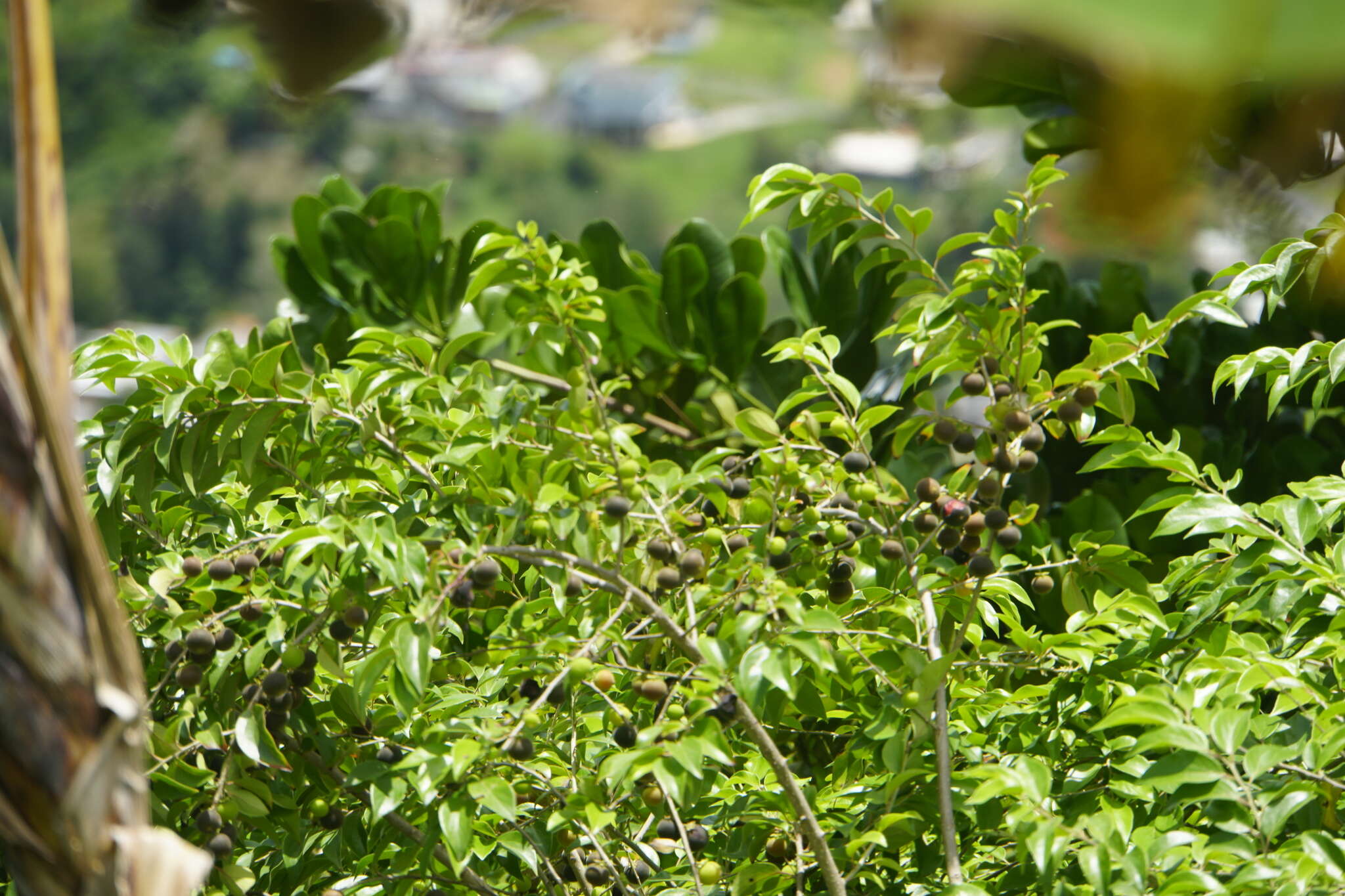 Image of Ceylon gooseberry