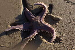 Image of Astropecten verrilli