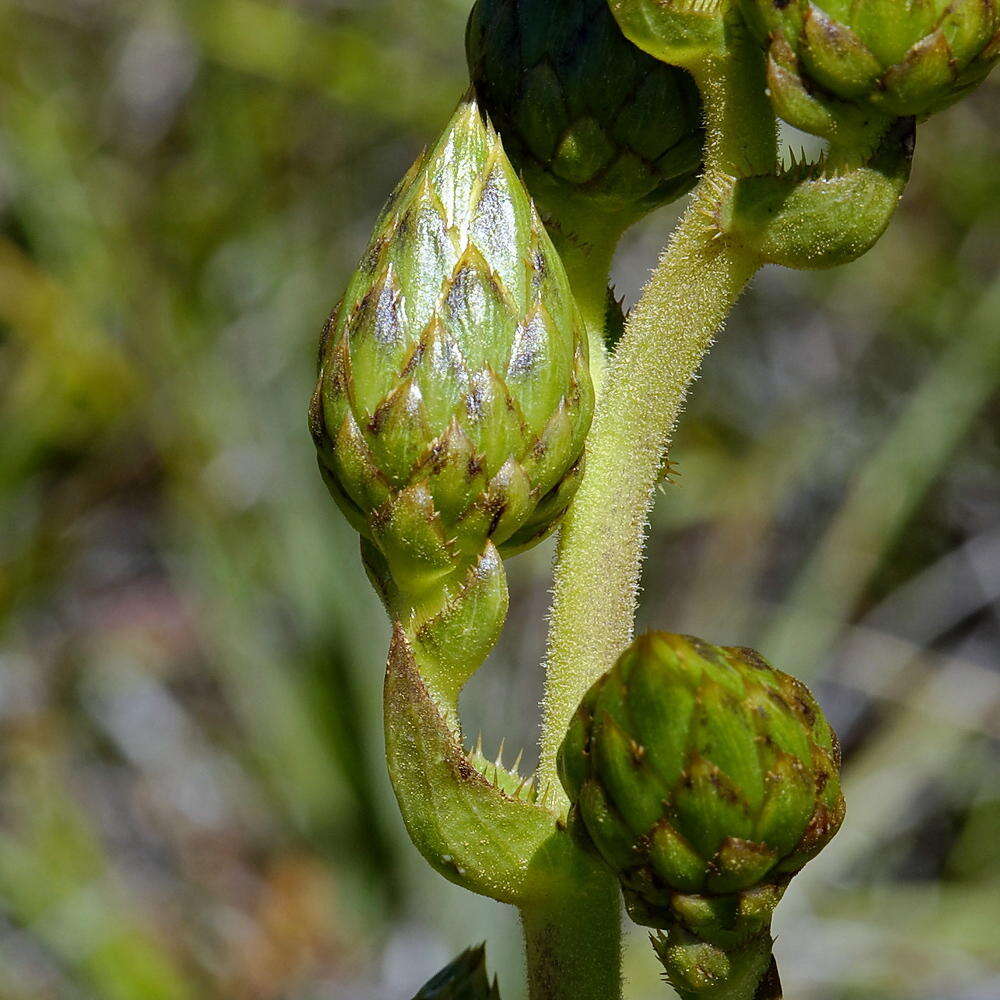 Imagem de Berkheya herbacea (L. fil.) Druce