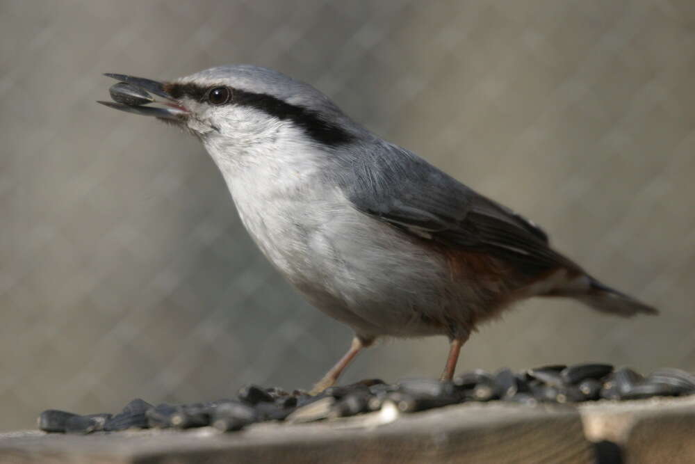 Image of Sitta europaea europaea Linnaeus 1758