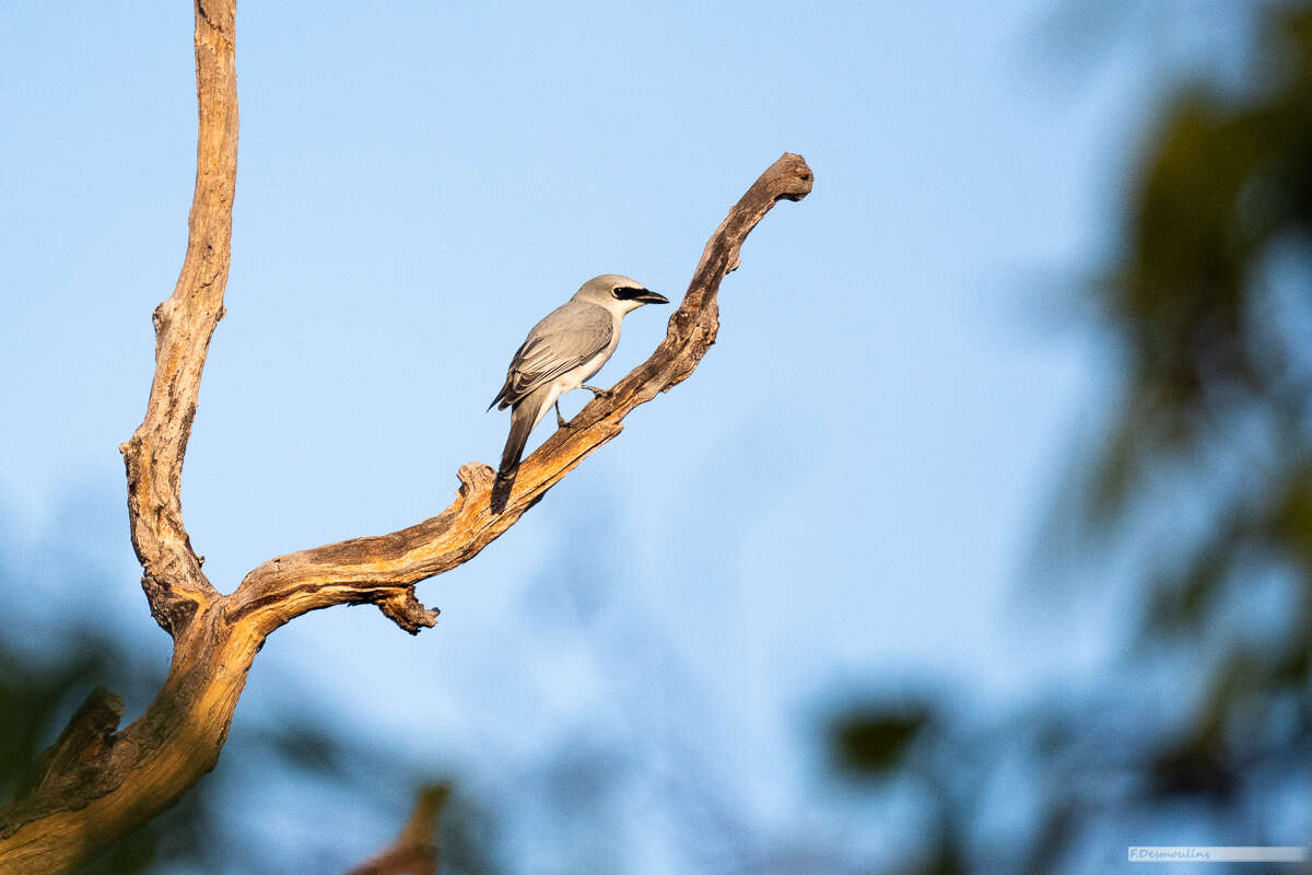 Coracina papuensis (Gmelin & JF 1788) resmi