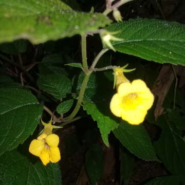 Image of Achimenes flava C. V. Morton