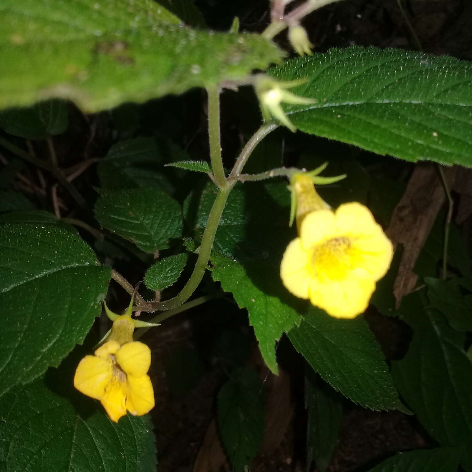 Imagem de Achimenes flava C. V. Morton