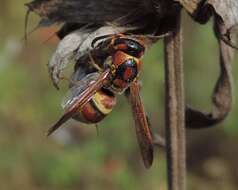 Euodynerus pratensis (de Saussure 1870)的圖片