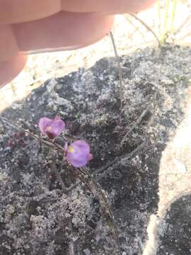 Image of Utricularia lateriflora R. Br.