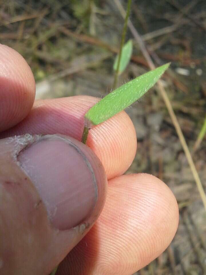 Image of Rough Rosette Grass