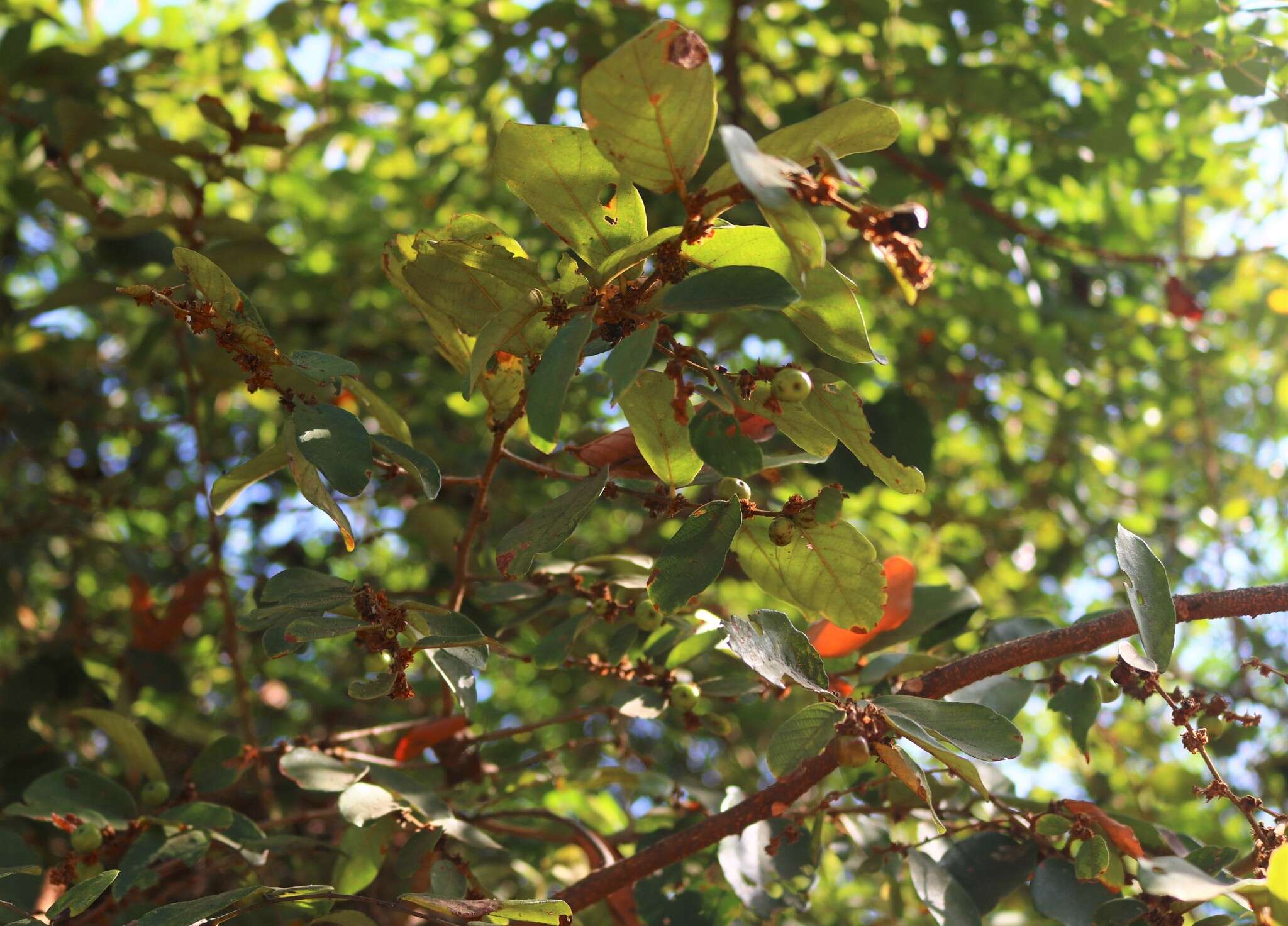 Image of Bridelia stipularis (L.) Blume